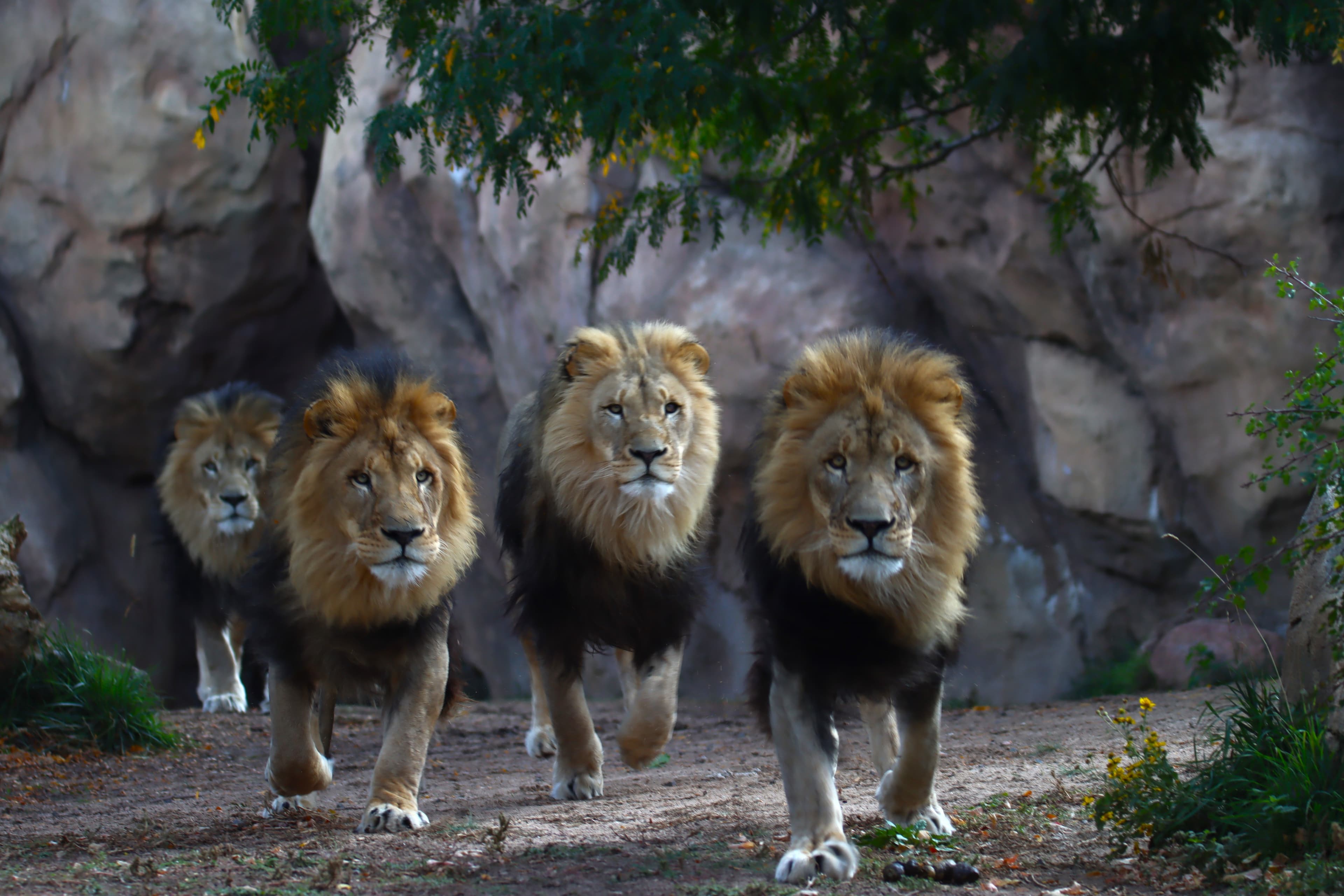 CityPASS Adds Denver Zoo Conservation Alliance to Ticket Options, Offering Savings and Conservation Support