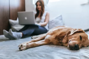 Who Are the Best Pet Insurance Companies in HR?